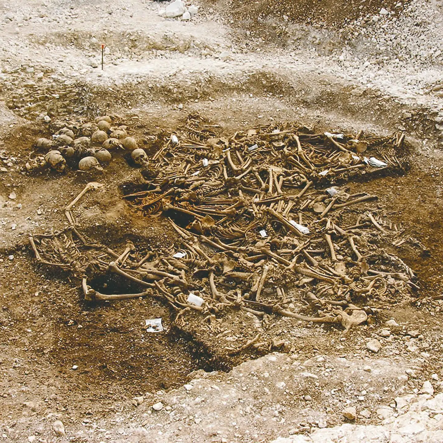 En massegrav fra Weymouth i England. Omkring år 1000 blev en gruppe vikinger brutalt henrettet. Alle var mænd. Er der overhovedet i massegrave efter slag fundet kvindelig? Varnberg skriver, at kvinder sandsynligvis var krigere, men viser fraværet af kvinder i massegrave ikke det modsatte? Illustration fra bogen.