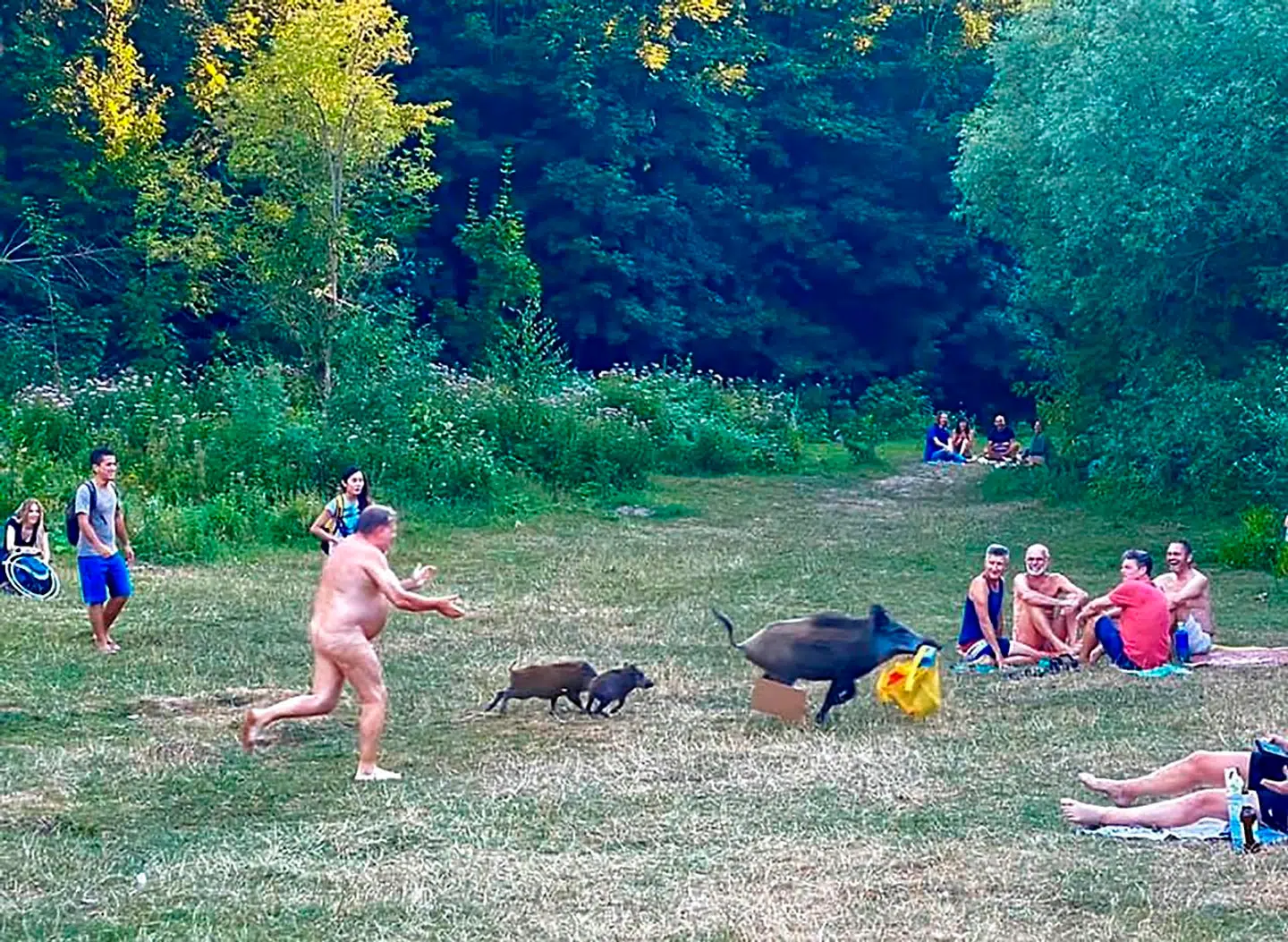 Drama ved Teufelsee, en badesø i udkanten af Berlin, hvor vildsvinesoen Elsa sidste år blev verdenskendt efter at have stjålet en taske, der blandt andet indeholdt en pc, fra en nøgen badegæst.