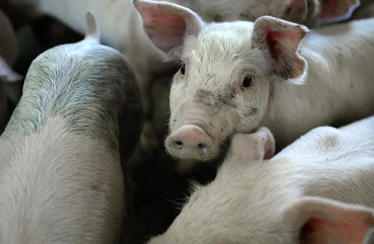 DanBred arbejder inden for grisegenetik. Selskabet havde sidste år en omsætning på 1,2 milliarder kroner (Arkivfoto). Henning Bagger/Ritzau Scanpix