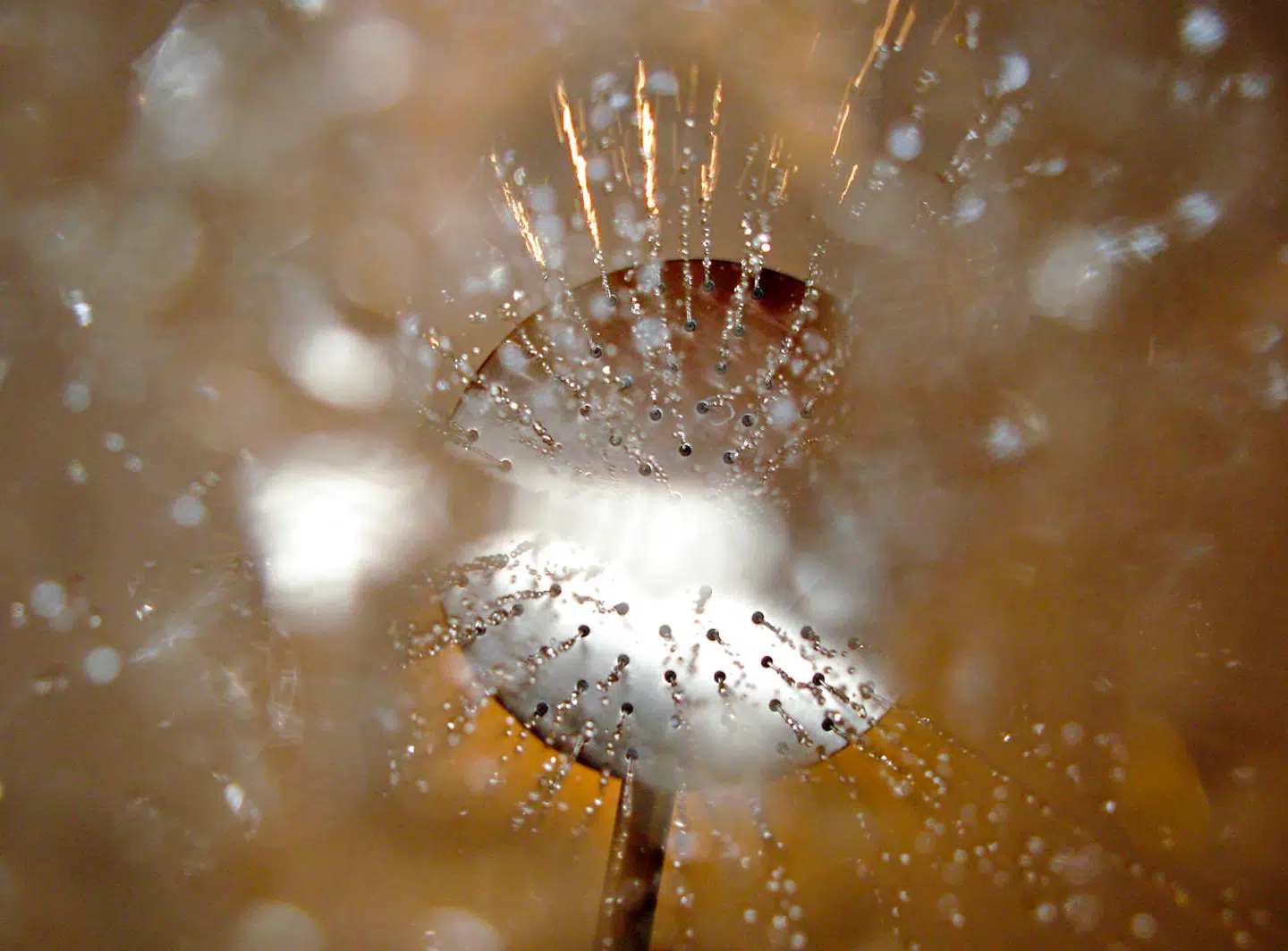 Når det varme vand i bruseren ikke er varmt nok, kan legionellabakterierne stortrives i rørene til fare for liv og helbred.