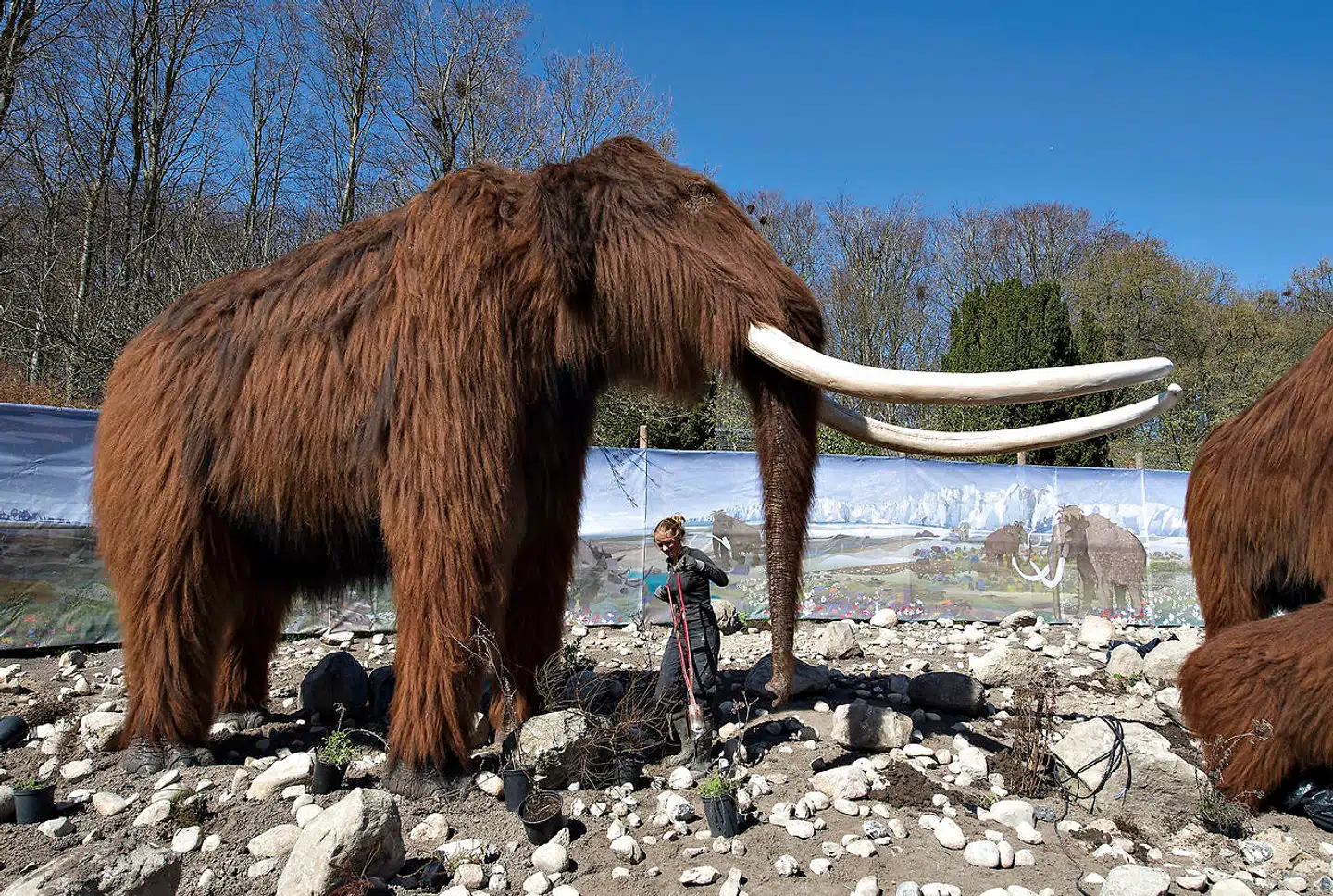 I forbindelse med udstillingen »Tilbage til Istiden« flyttede flere mammutfigurer ind i Aalborg Zoo. I fremtiden kan figurerne måske erstattes af den ægte vare.