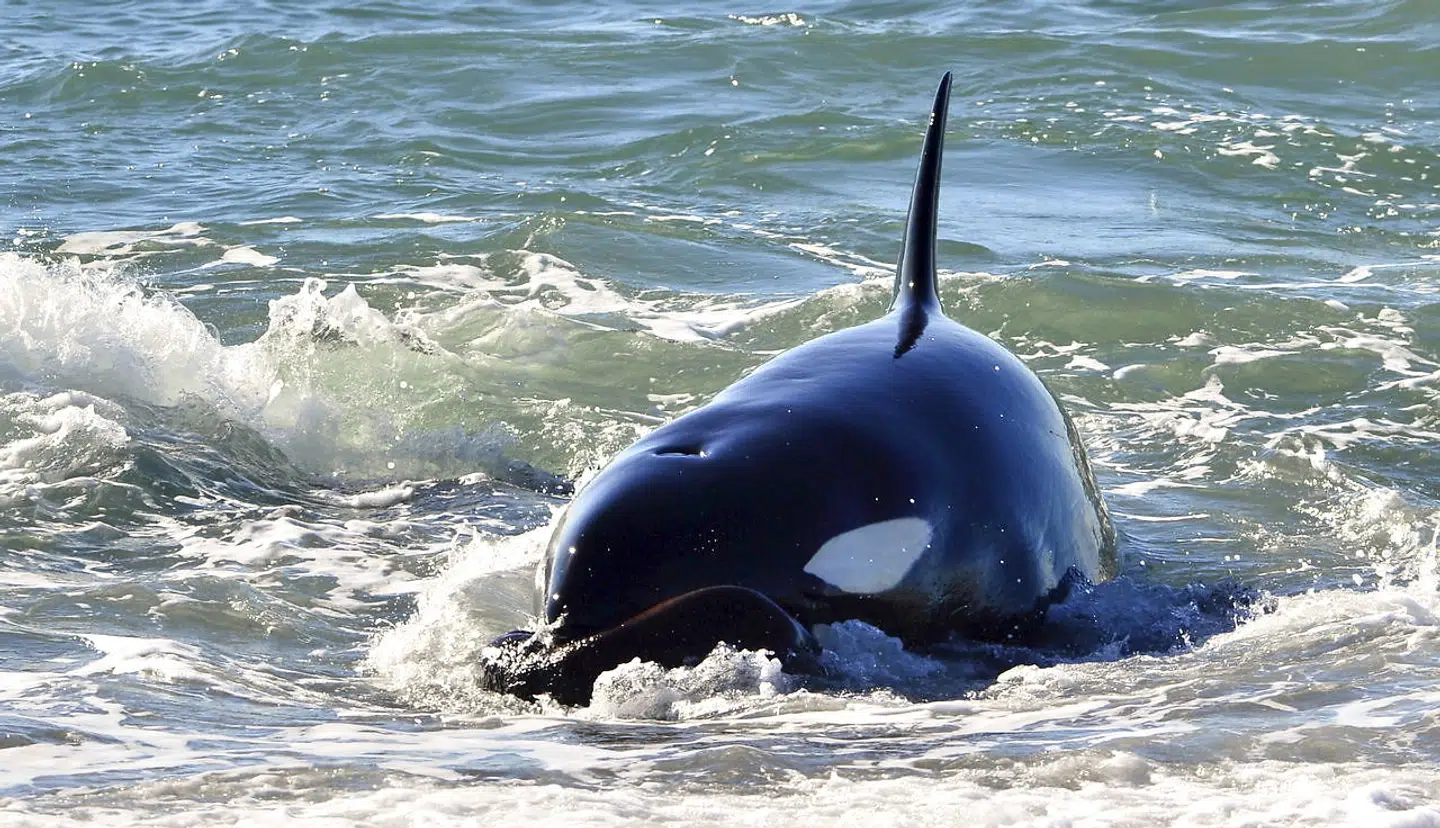 En spækhunger fanger en søløve.