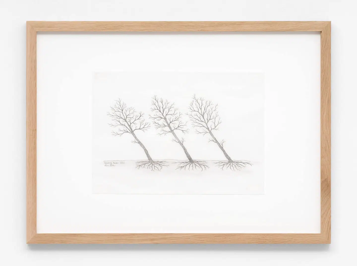 »Leaning Oaks« i blyant fra »States of Beeing« af Rune Bosse.