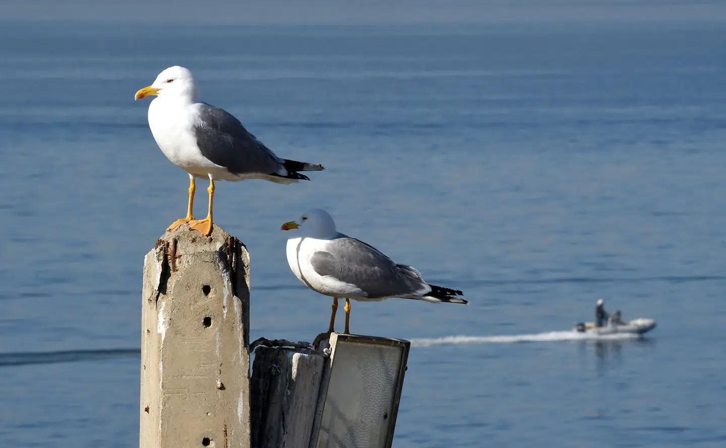 Mågen er med sine lange, tynde ben tilpasset et varmere klima. Det er især benene og næbbene, der afleder varmen fra mågens krop, og med et større næb vil den dermed kunne aflede varmen hurtigere.