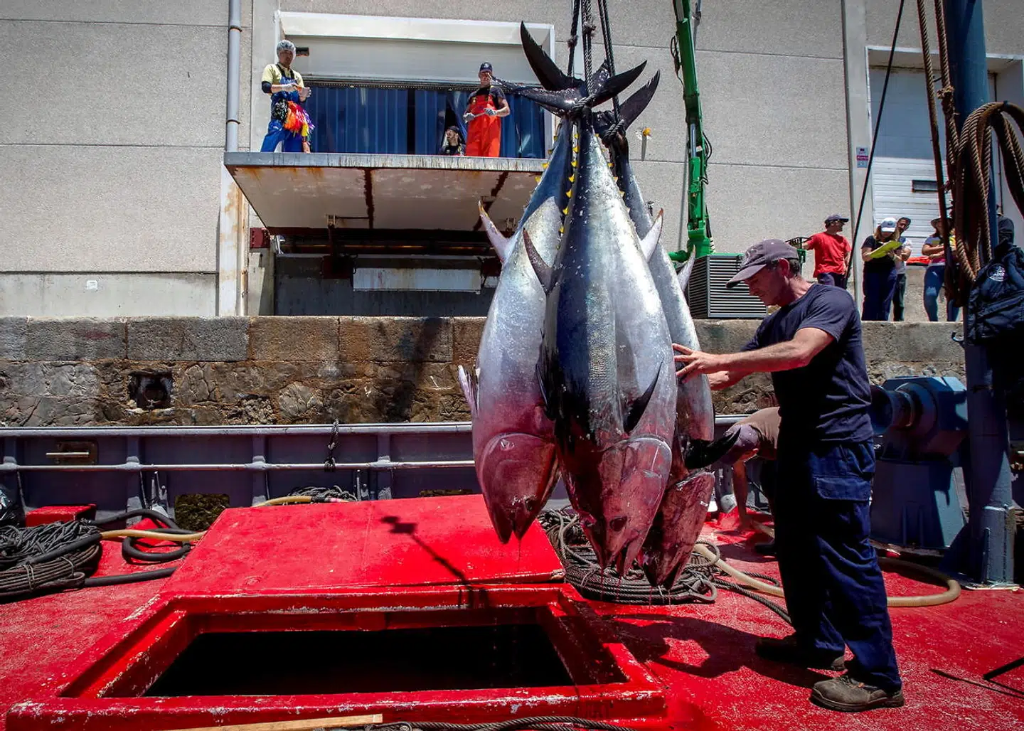 Eksemplarer af den både blandt mennesker og spækhuggere eftertragtede rødtun losses på havnen i Barbate. De sydspanske fiskere måtte i årevis leve med, at hvalerne stjal dele af deres fangst.