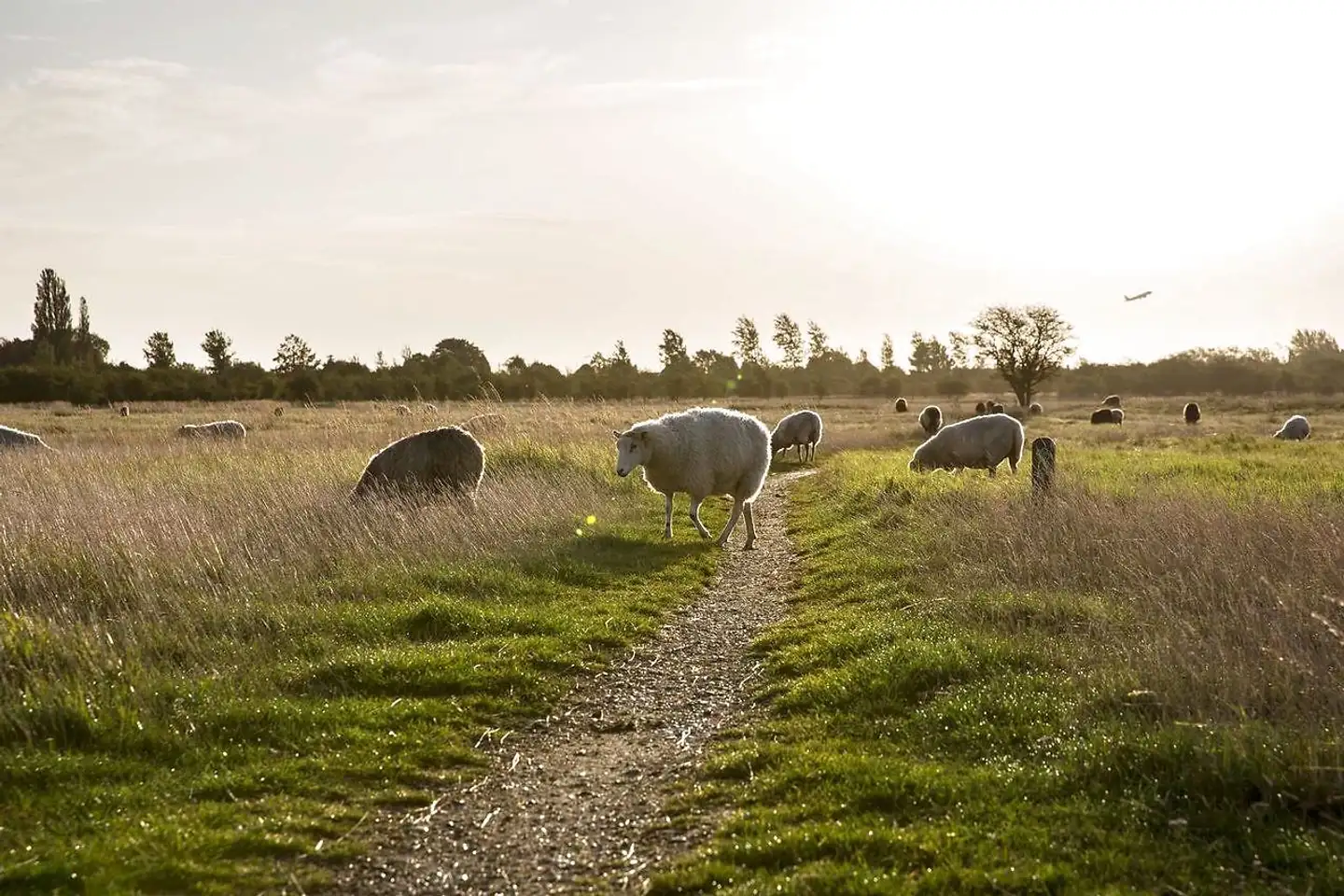 Naturpark Amager drives af Naturstyrelsen, Københavns Kommune, Tårnby Kommune, Dragør Kommune og By & Havn.