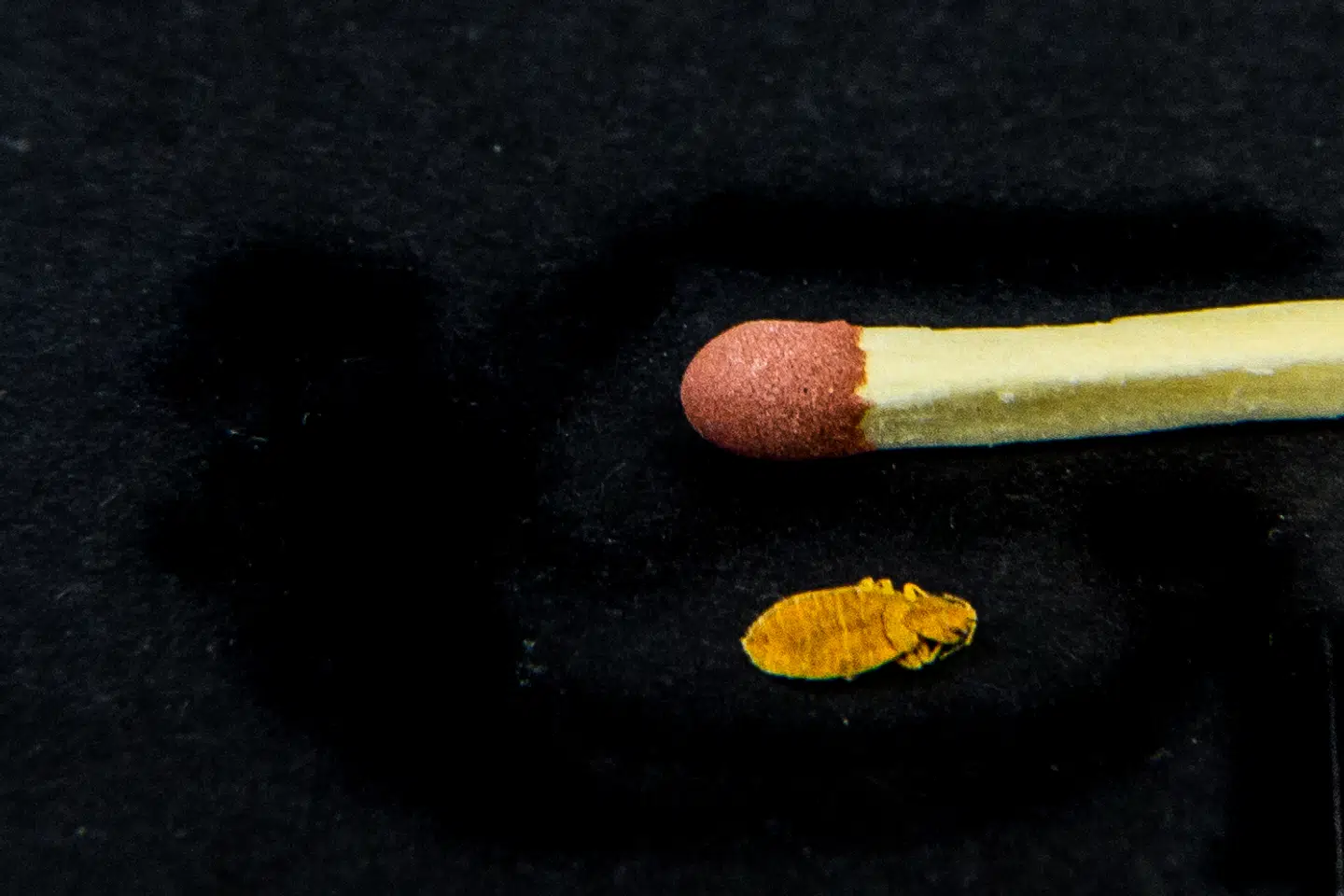 En af museets vigtige genstande er denne væggelus. Den blev bragt hjem af forfatteren Ralph Oppenheim, der som dreng havde siddet som fange i kz-lejren Theresienstadt. Ralph Oppenheim skrev senere en dokumentarisk roman om sit ophold i lejren. Foto: dansk Jødisk Museum.