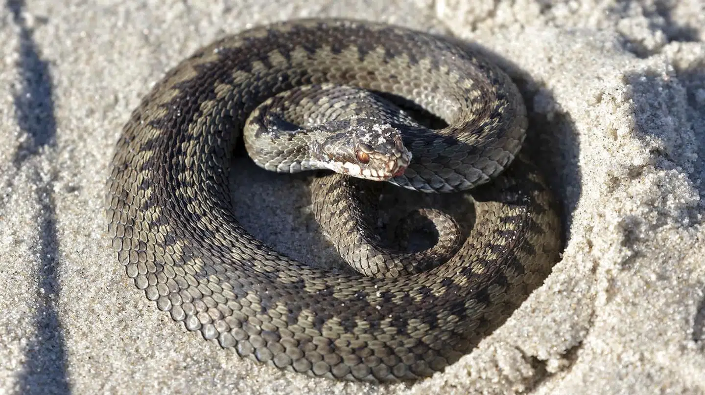 Der bliver bidt omkring 150-200 personer om året herhjemme af hugorm.