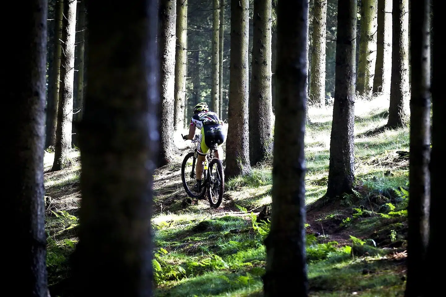 Skoven er blandt de områder, der er blevet omstridte, fordi ingen påtager sig retten til at definere, om de er til stille eftertanke eller til mountainbikere. En tilsvarende problematik ses andre steder som i sommerhusområder, villakvarterer og i Nordhavn i København.