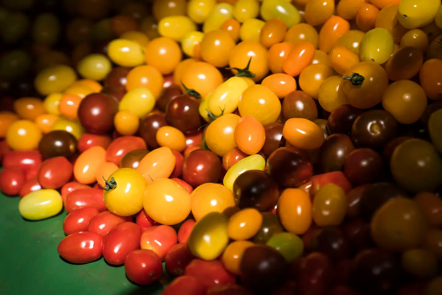 »Har du hørt om kultomater?« Det spørgsmål er Berlingske blevet mødt med flere gange under researchen til serien »Berlingske redder tomaten«. »Kultomater« er efter alt at dømme snart en saga blot. Men begrebet dækker over en af de store udfordringer i dansk klimapolitik.