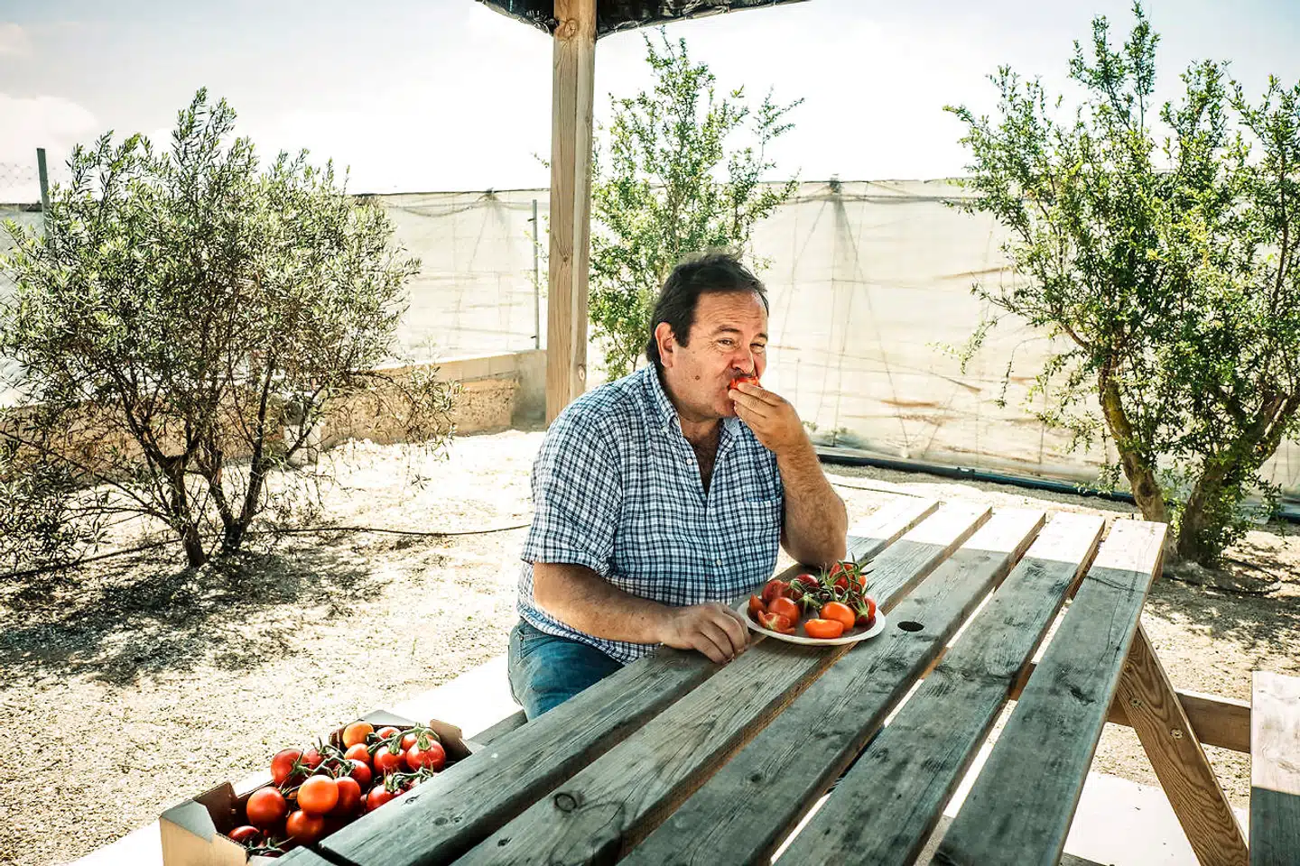 Paco Lozano var egentlig i gang med en businesskarriere i et multinationalt selskab, da det lukkede sine aktiviteter i Spanien. I stedet grundlagde han – inspireret af bedsteforældrenes traditionelle tomatavl – firmaet Ecosur, og i dag er han det økologiske gartneris grand old man i Almería-provinsen.
