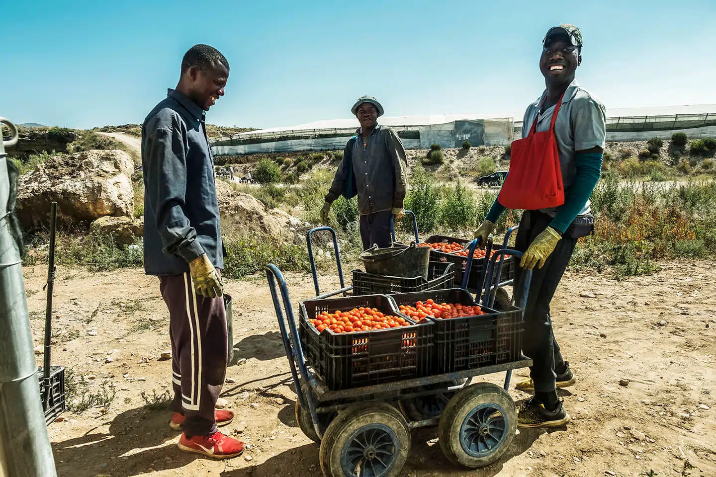 De ørkenlignende landskaber i den sydøstspanske Almería-provins forvandlede sig til hele Europas vinterhave, da man begyndte at dyrke grøntsager i drivhus. Området har længe haft et dårligt ry som storforbruger af pesticider og illegal arbejdskraft. Men det er uretfærdigt, mener de lokale gartnere, der i stadig højre grad satser på økologi og bæredygtighed.
