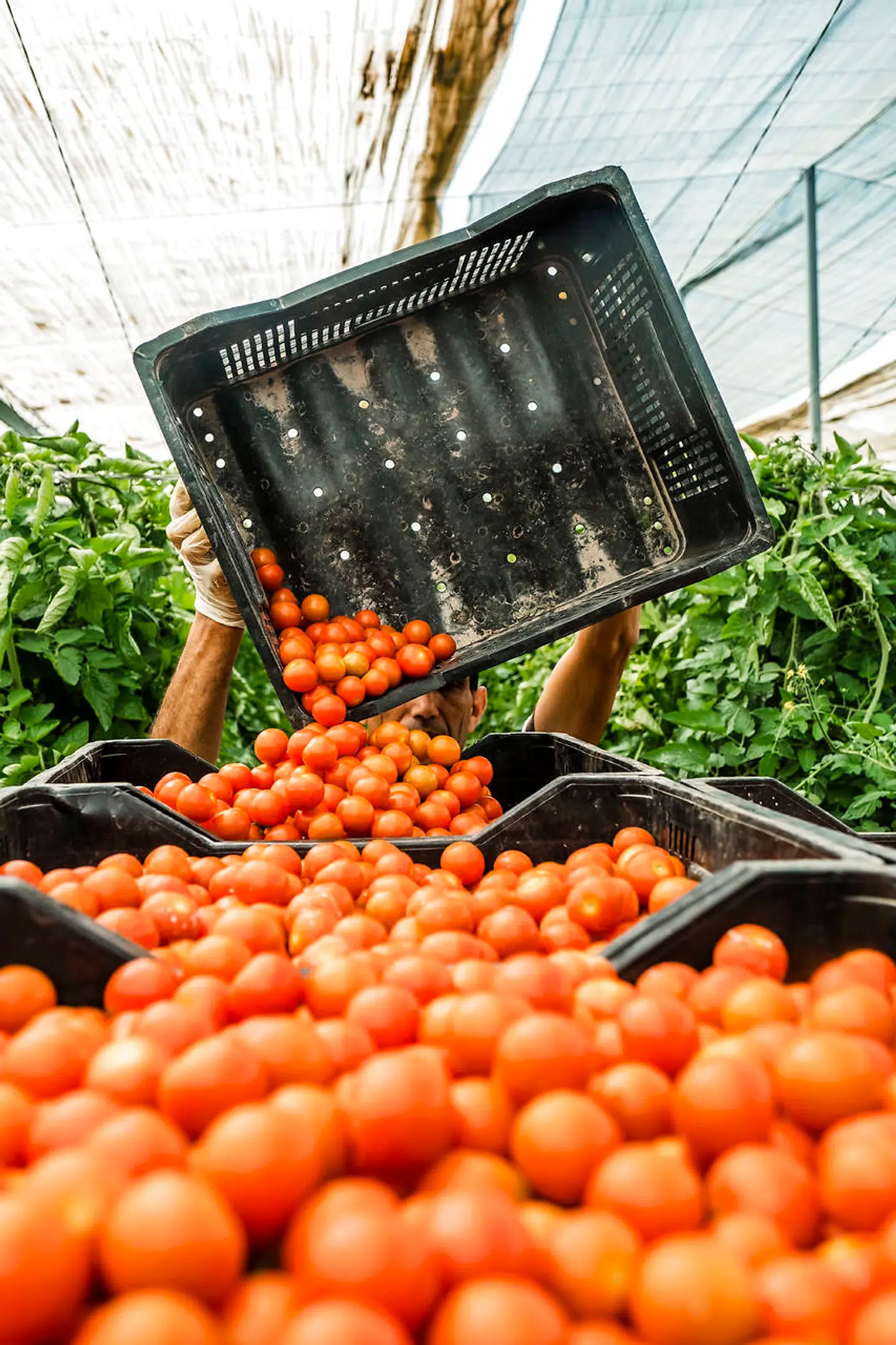 I Sydspanien tillader klimaet at dyrke tomater på bæredygtig og klimavenlig vis hele året. Hvorfor alverden skulle nordeuropæerne så – ud fra et misforstået nærhedsprincip – afstå fra at spise dem om vinteren, spøger Paco Lozano.