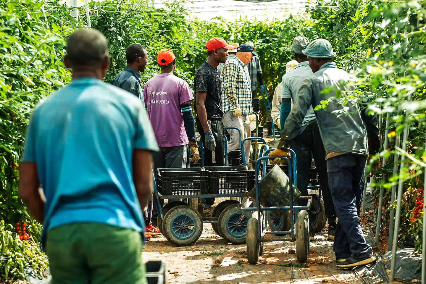 Arbejdskraften i drivhusene kommer især fra lande som Rumænien, Marokko, Senegal og Mali. Men der er også enkelte spaniere i blandt.