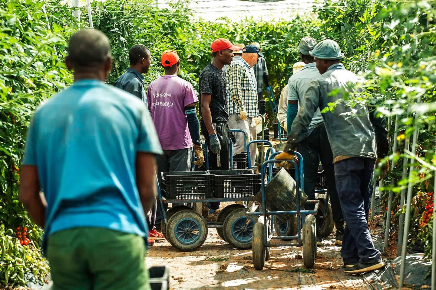Arbejdskraften i drivhusene kommer især fra lande som Rumænien, Marokko, Senegal og Mali. Men der er også enkelte spaniere i blandt.
