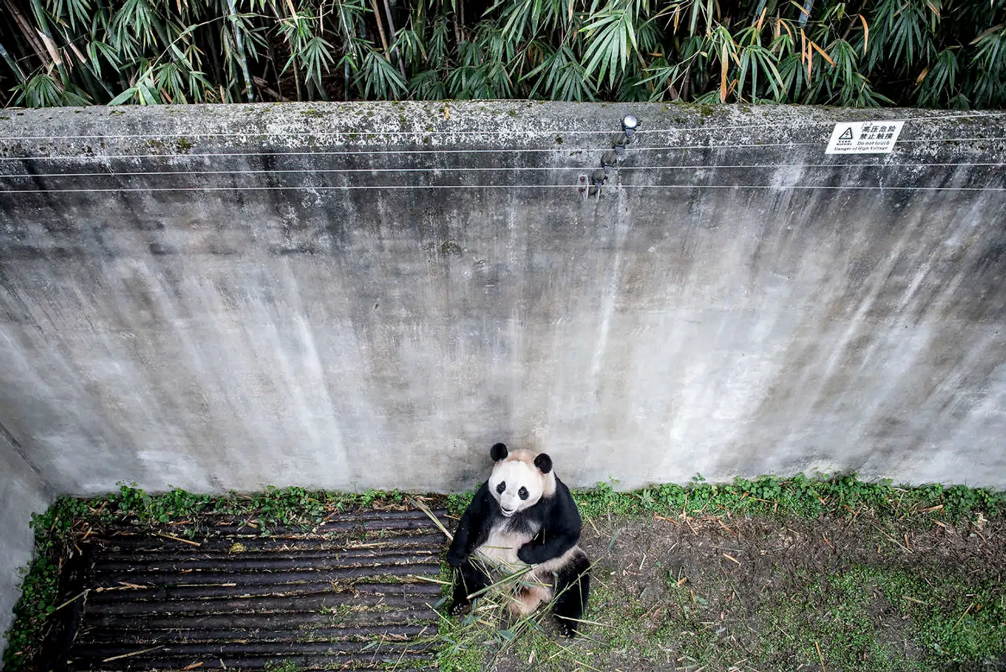 I 2019 blev to pandaer sendt fra Kina til Danmark som en gave fra Kina til dronning Margrethe, der har dem til låns i ti år. Pandaen Mao Sun er her fotograferet i Chengdu i Kina inden afrejsen til København i april 2019.