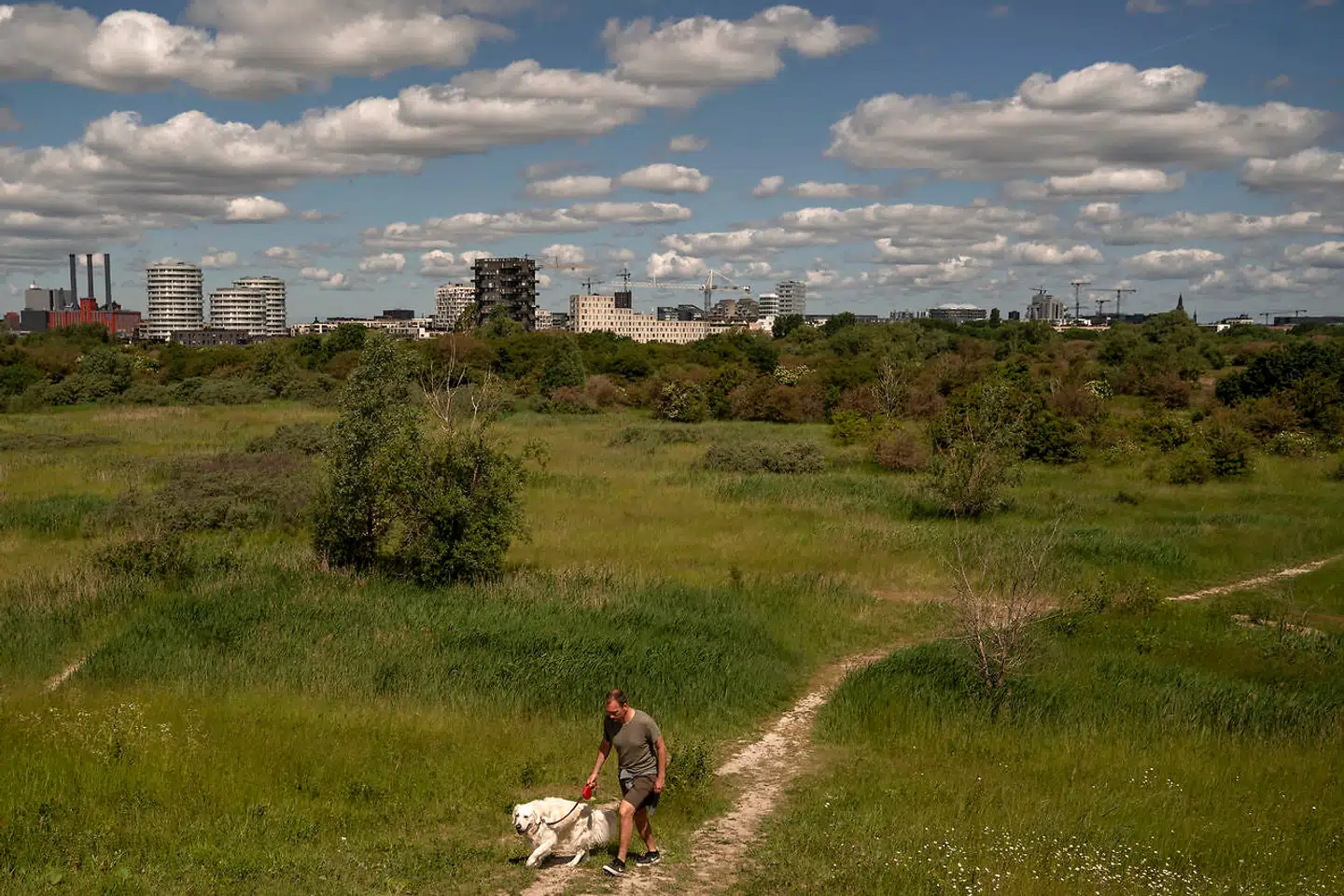 Arkivfoto. Amager Fælled.