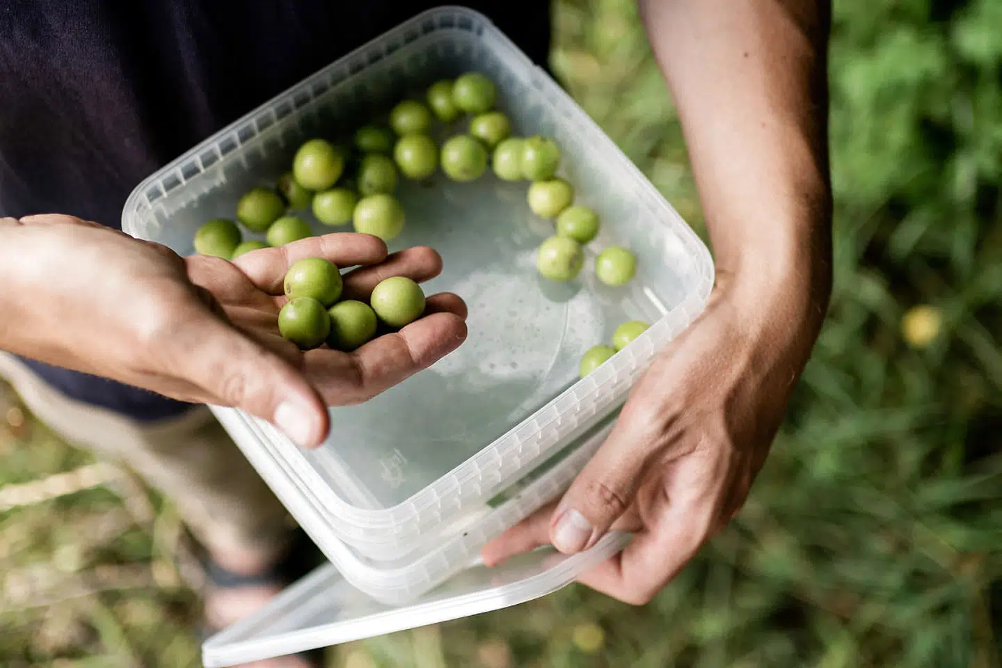 Umodne mirabelleblommer blev det også til på Amager.