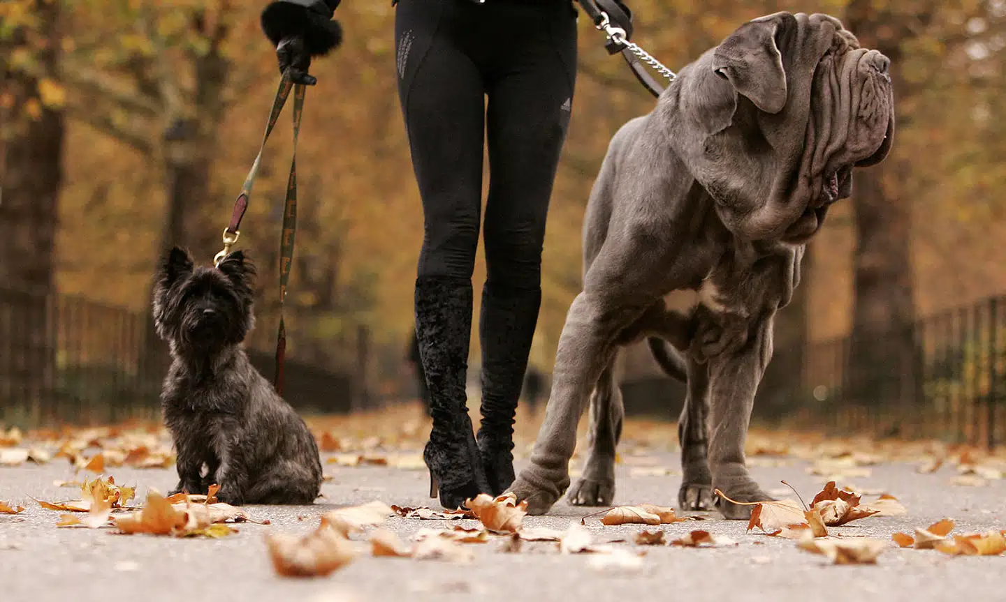 Hunde og katte kommer i mange former og størrelser. Men hvor meget ved du egentlig om menneskets favoritkæledyr?