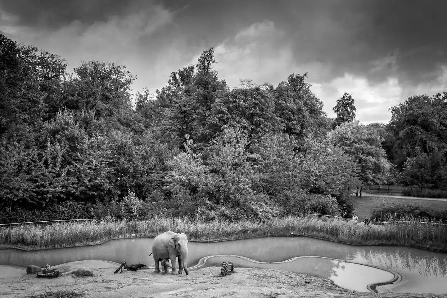 Det er ikke første gang, at Københavns Zoo føler sig nødsaget til at bede danskerne om hjælp.