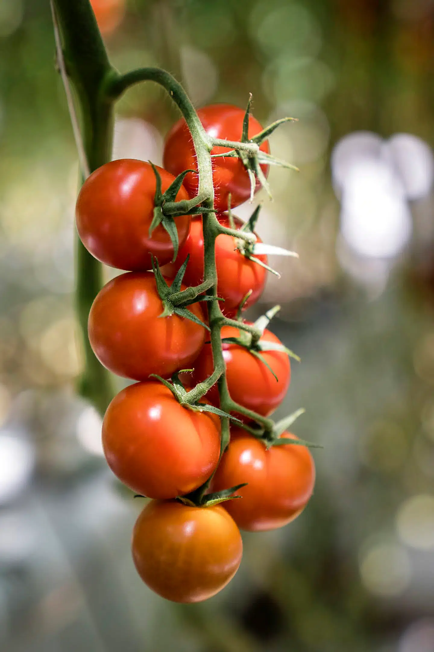 Tomater skal helst have lov til modne på planten fremfor at blive plukket præmaturt for så at modne i pakken på den lange vej til Danmark.