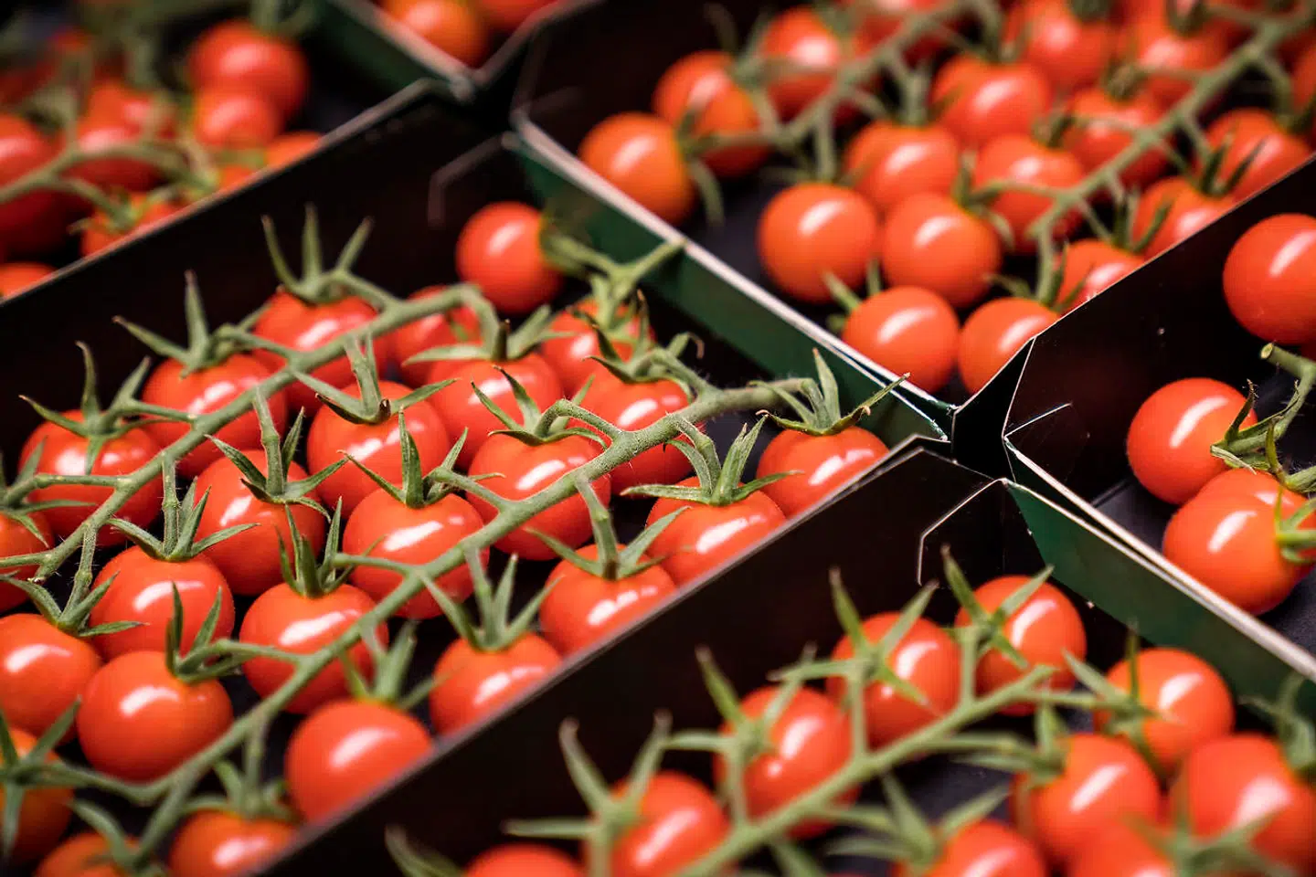 Tomaten er tilsyneladende umulig at modstå. Selv små børn – og de mest infantile voksenganer, som man ikke mindst finder i USA – kan lide tomater.