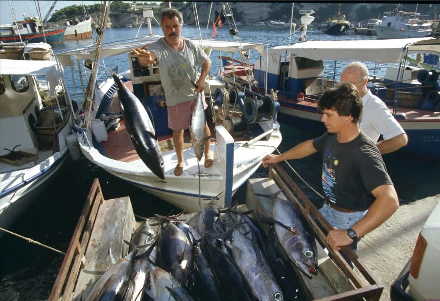 Fiskere i havnen på den lille ø Alonissos, der ligger ud for byen Volos. Caroline Crouch var otte år, da hun sammen med sine britiske forældre bosatte sig på øen, hvor hun nu ligger begravet.