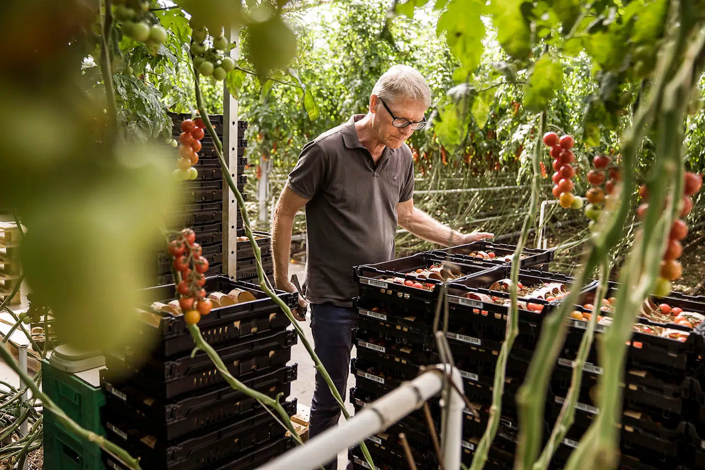 Klaus Søgård har dyrket økologiske tomater siden 1983. Mens hans kolleger frygter for fremtiden ved udsigten til nye grønne afgifter, en klimaafgift og høje CO2-kvotepriser, ser han et markedspotentiale for 100 procent økologisk dyrkede tomater.
