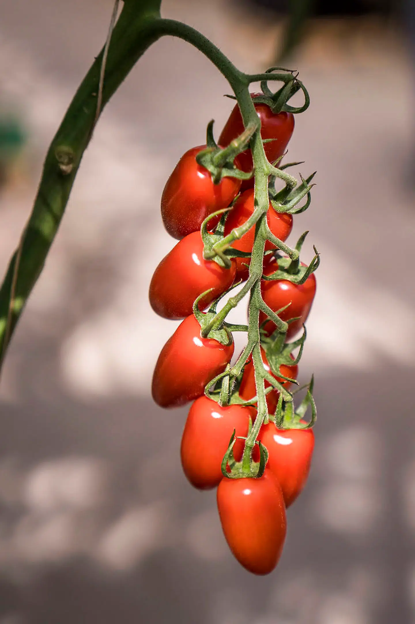 Arne Hansen har drevet tomatgartneri ved Middelfart i 33 år, men lukker ved udgangen af denne sæson. Han har ikke ønsket at medvirke.