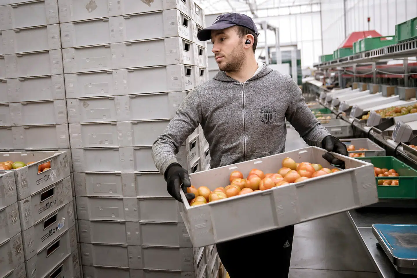 Andrii Romaniuk pakker tomater hos Alfred Pedersen & Søn i Bellinge på Fyn. Virksomheden beskæftiger i alt 170 fuldtidsansatte.
