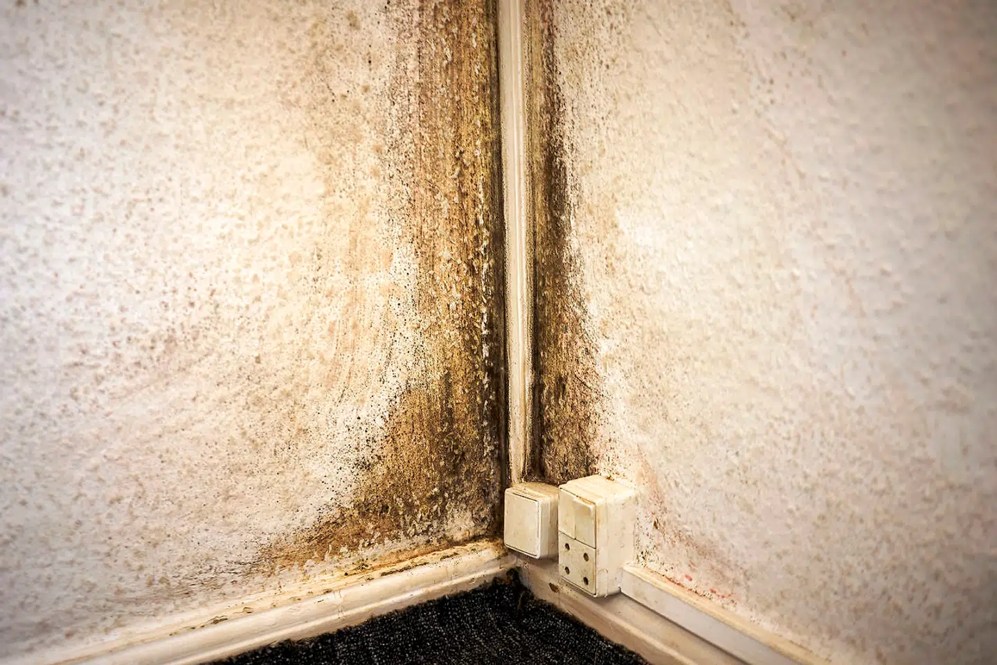 Skimmelsvamp i familien Alalis stue.