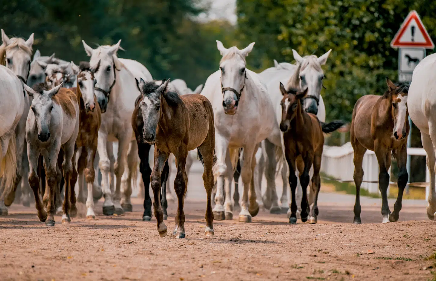 Også ved det danske hof bruges de yndefulde raceheste fra Kladruby stadig ved ceremonielle lejligheder.