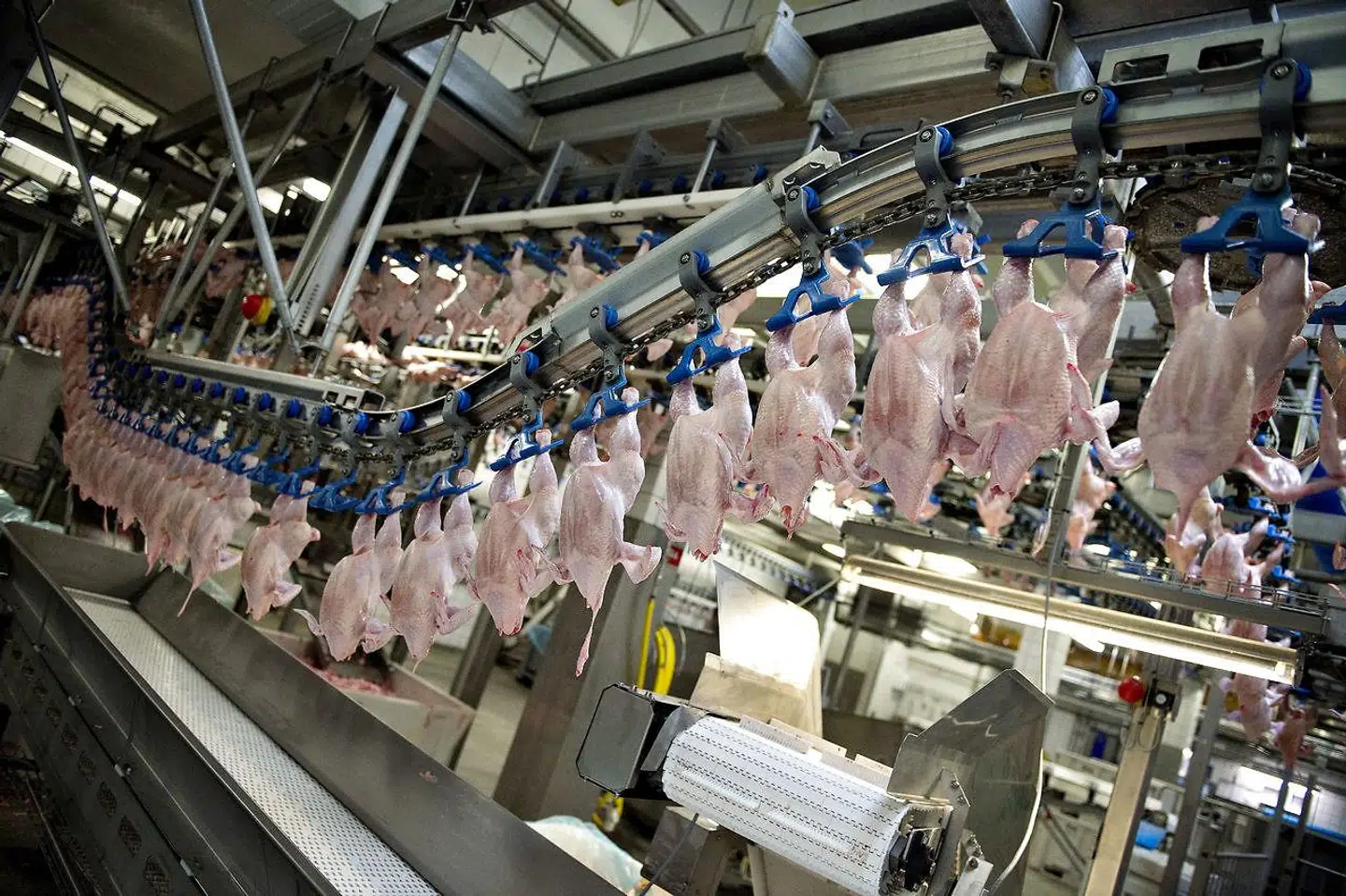 »Turbokyllinger er fremavlet til at vokse unaturligt hurtigt, og resultatet er dyr, som simpelthen går i stykker. I tre ud af fire tilfælde ender kyllingerne med ikke at kunne gå og stå normalt, fordi benene har svært ved at bære de ekstreme kroppe,« skriver Mathias Madsen.