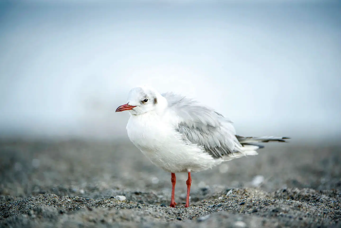 De danske fuglenavne indeholder i de fleste tilfælde ikke menneskenavne. På billedet ses en dansk fugl, hættemågen.
