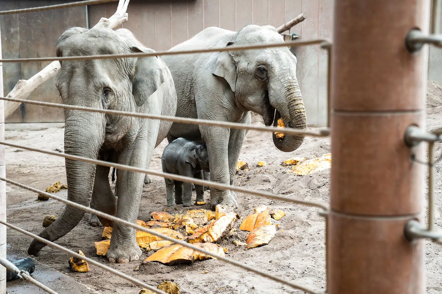 Zoologisk Have beder om en økonomisk håndsrækning til driften.