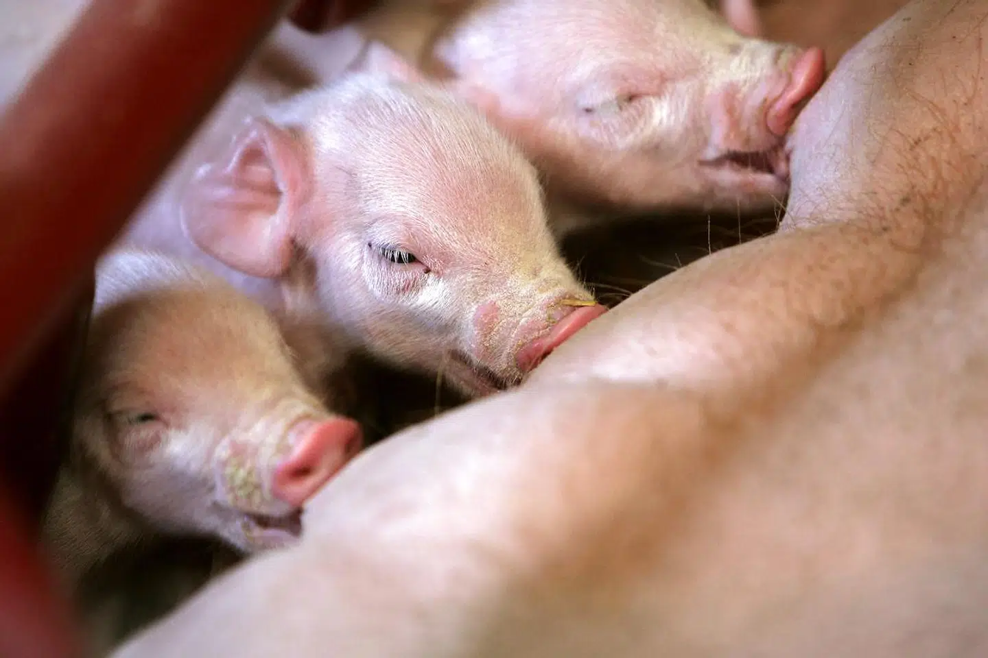 »Med udsigt til øget konkurrence og faldende realpriser for svinekød frem mod 2029 er det langt fra sikkert, at det i fremtiden vil være lige så attraktivt og rentabelt at være svineproducent i Danmark, ligesom der heller ikke er nogen garanti for, at det ville kunne lade sig gøre at bevare arbejdspladserne i følgeindustrien,« skriver Christian Bugge Henriksen.