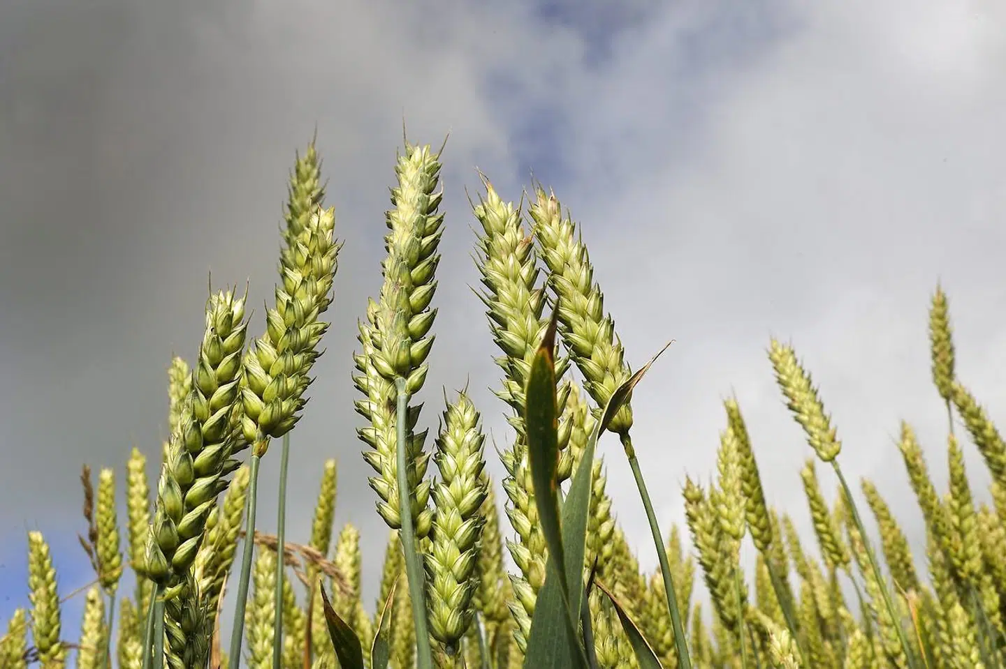 Kun omkring fem procent af den pris, som vi betaler for et brød, udgør selve kornindholdet. Resten af prisen går til lønninger, avancer med mere. Arkivfoto: Mikkel Jezequel/Ritzau Scanpix