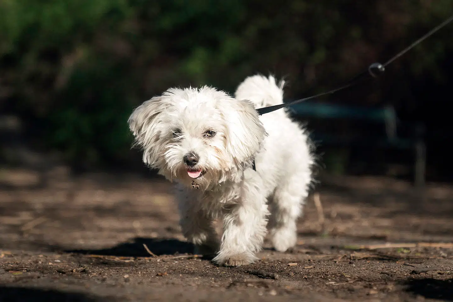 Sally er otte måneder og er en blanding af blandt andet bomuldshund.
