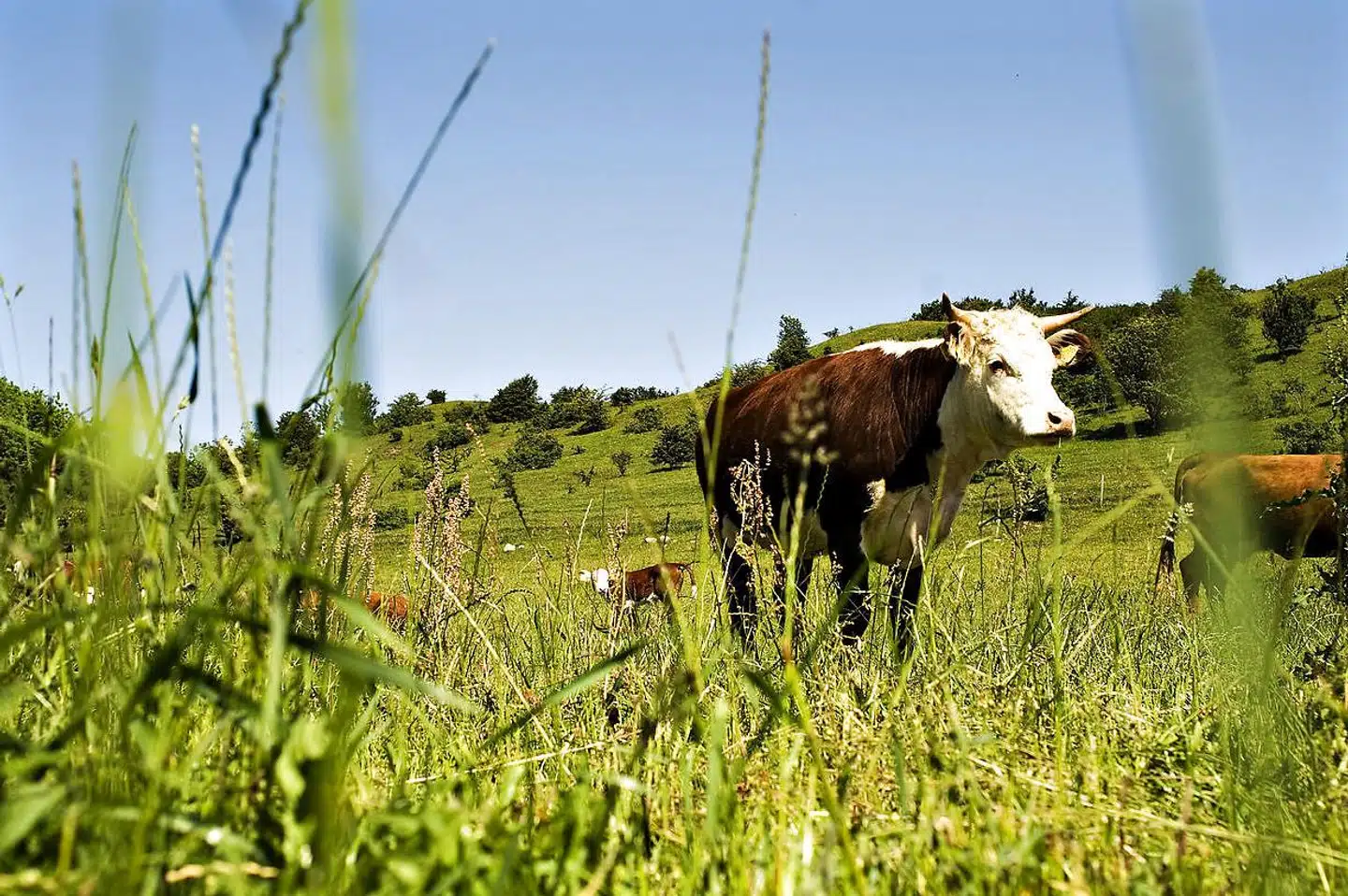 »Nok så meget snak om »vækst« og undersøgelser kan ikke på nogen måde opveje de store, ikke-målbare værdier, som ødelægges, hvis en Kattegat-forbindelse bliver en realitet,« skriver Karin A. Sørensen.