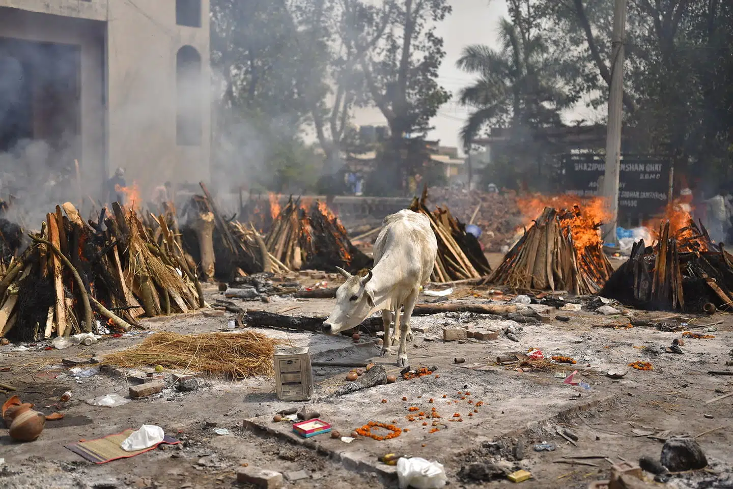 En hellig ko har fundet vej til parkeringspladsen med de mange begravelsesbål.