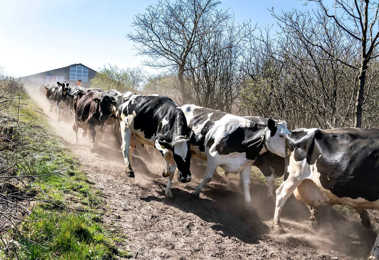 Drivhusgasserne vælter op i luften fra dansk landbrug – fra køernes bøvser til gyllen i tankene. Men nu skal avanceret teknologi hjælpe landbruget med at halvere sine udledninger, foreslår regeringen.