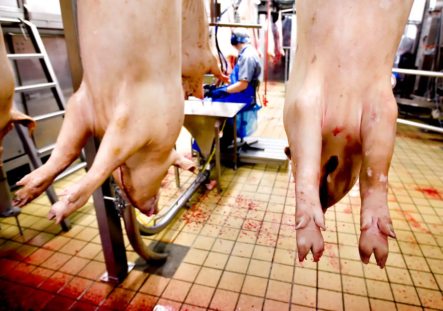 »Vi bør øjeblikkeligt begrænse produktion af kød til mindre landbrug og andelsejede gårde, hvor vi sætter et lavt loft over antal dyr. Landbrug i Danmark skal kun benytte metoder, der er skånsomme over for dyr, natur og klimaet,« skriver Theresa Scavenius.