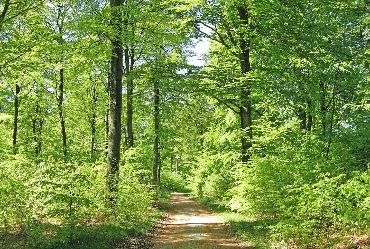 I de kommende år vil talrige store og gamle danske træer, ikke mindst bøgetræer, falde for motorsave og blive erstattet af små nyplantninger. Dermed kan vores skove blive mindre effektive CO2-optagere.