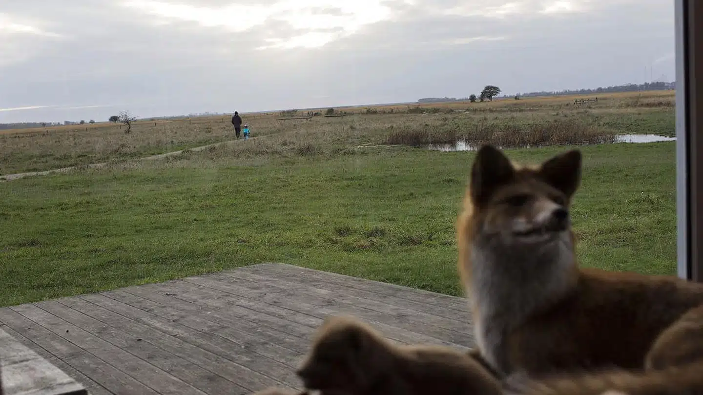 Udsigten over Kalvebod Fælled fra Naturcenter Vestamager.