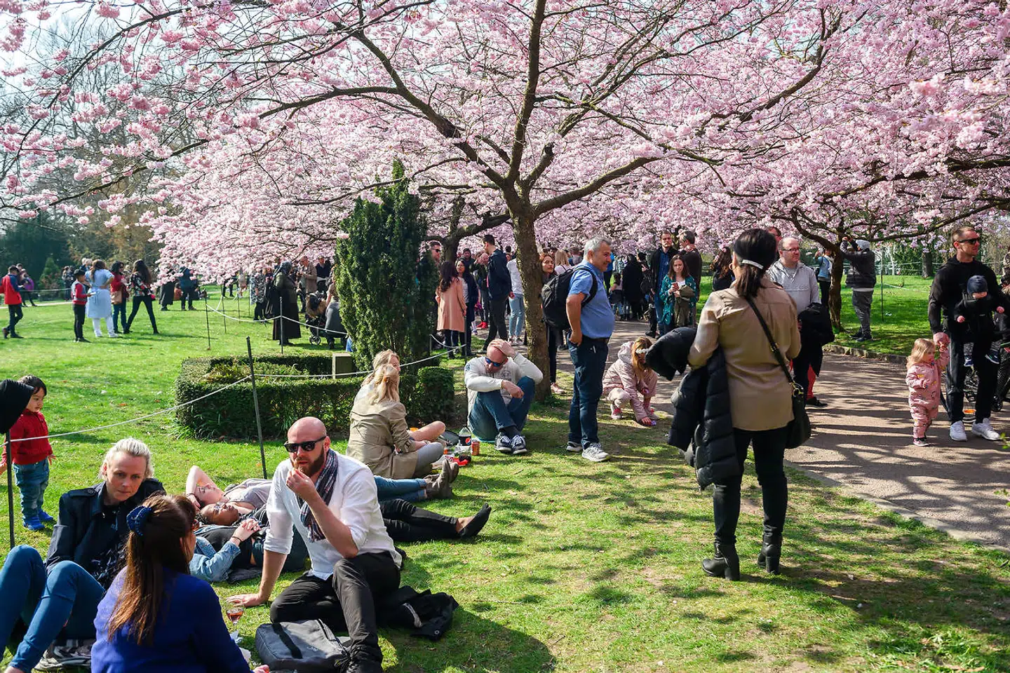 Københavns Kommune indfører regler for Bispebjerg Kirkegårds kirsebærallé for at undgå trængsel og smittefare, når de efterhånden berømte japanske kirsebærtræer springer ud. Billedet er fra en tidligere lejlighed.