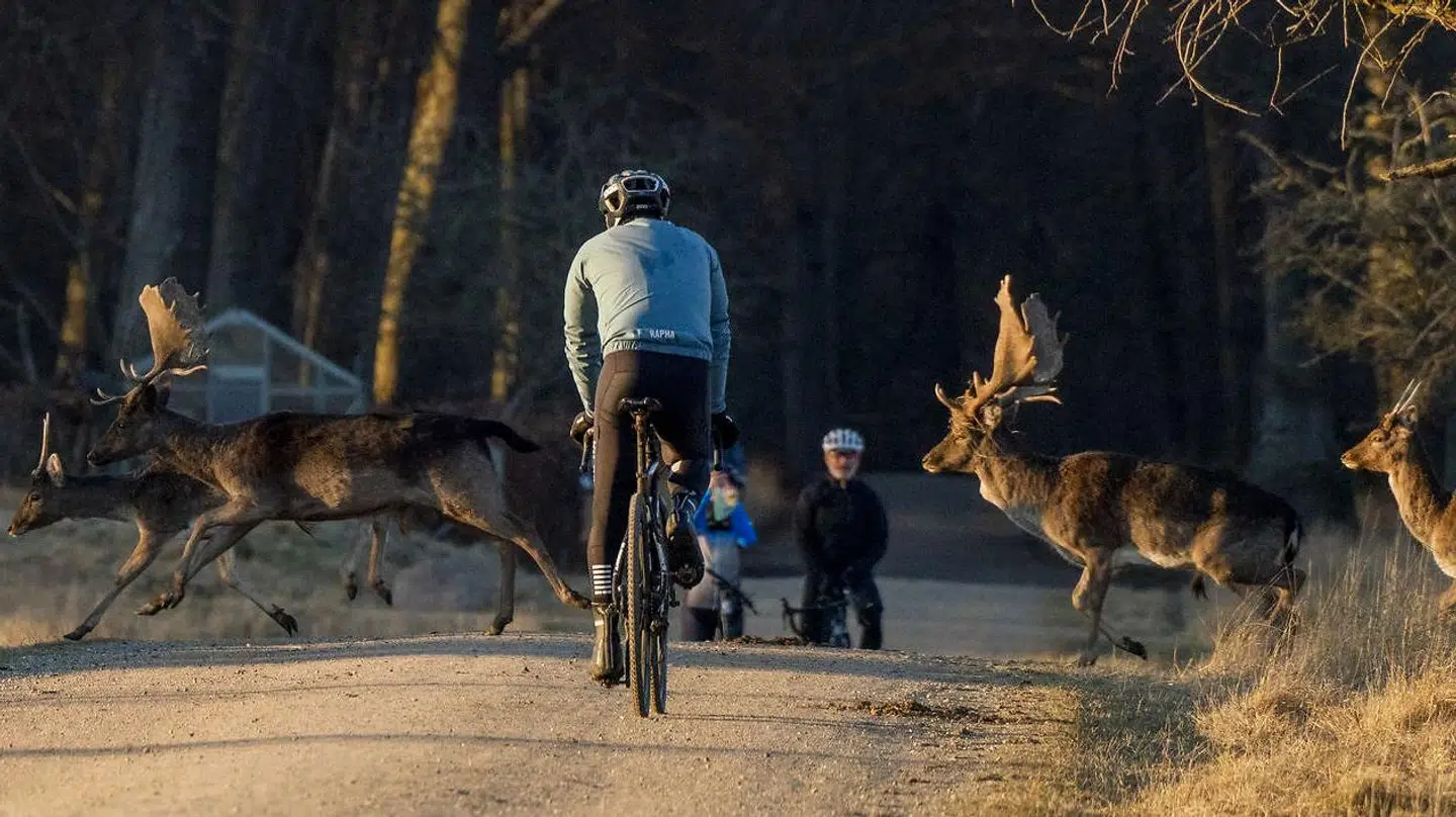 Besøgstallet er nogle steder i Dyrehaven steget voldsomt i løbet af coronakrisen, og det påvirker ifølge den lokale skovfoged dyrenes adfærd.