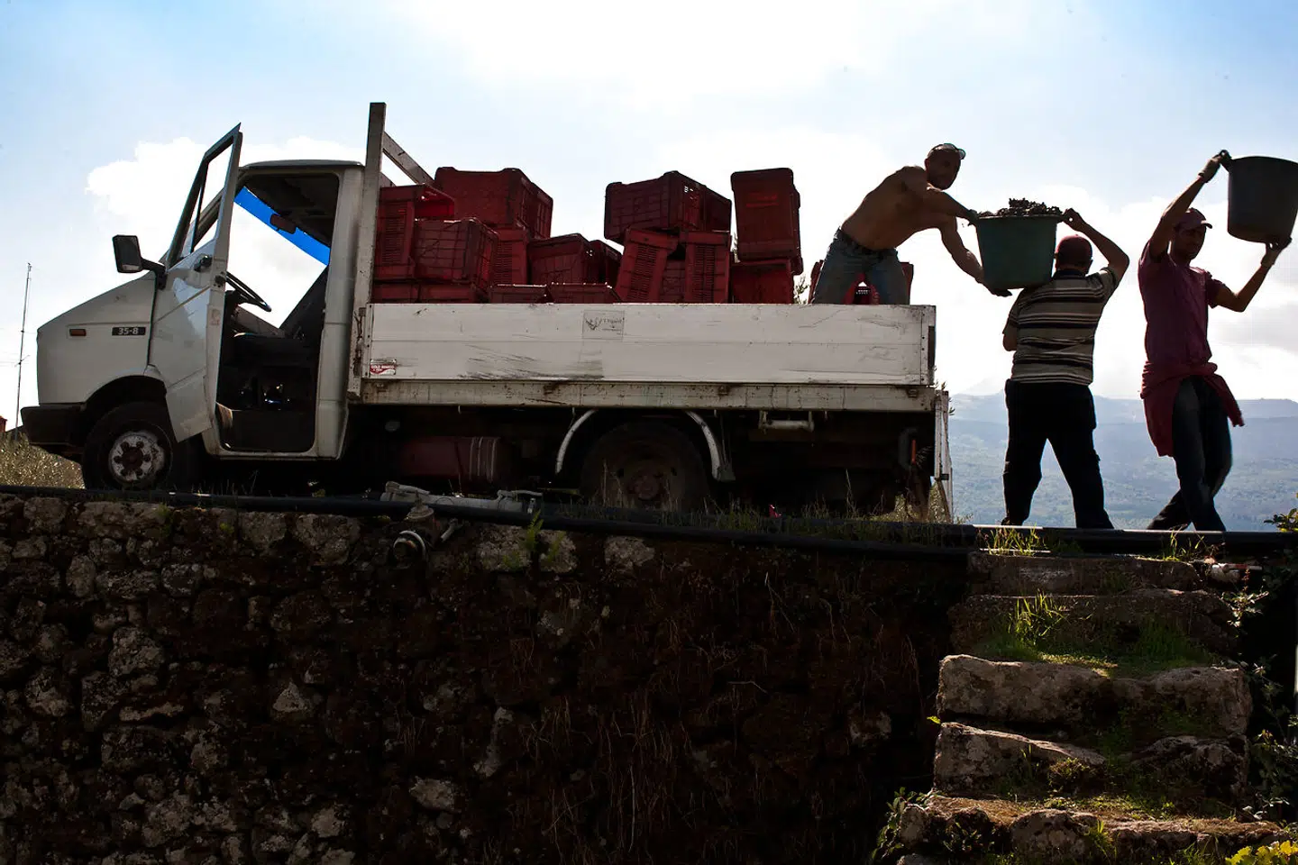 Vinhøst på Etna. AFP PHOTO / JOE RAY. JOE RAY / AFP