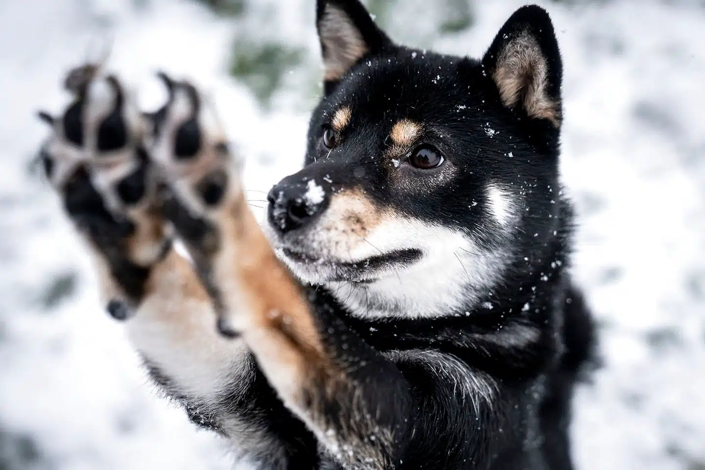 »Det lød som hvis man havde trådt på ham. Han peb og hylede helt ekstremt. Jeg prøvede at hive ham til mig, fordi han søgte væk fra mig,« siger Anne Sofie Brødsgaard til TV 2 Lorry om hunden Kuba. Arkivfoto: Mads Claus Rasmussen/Ritzau Scanpix