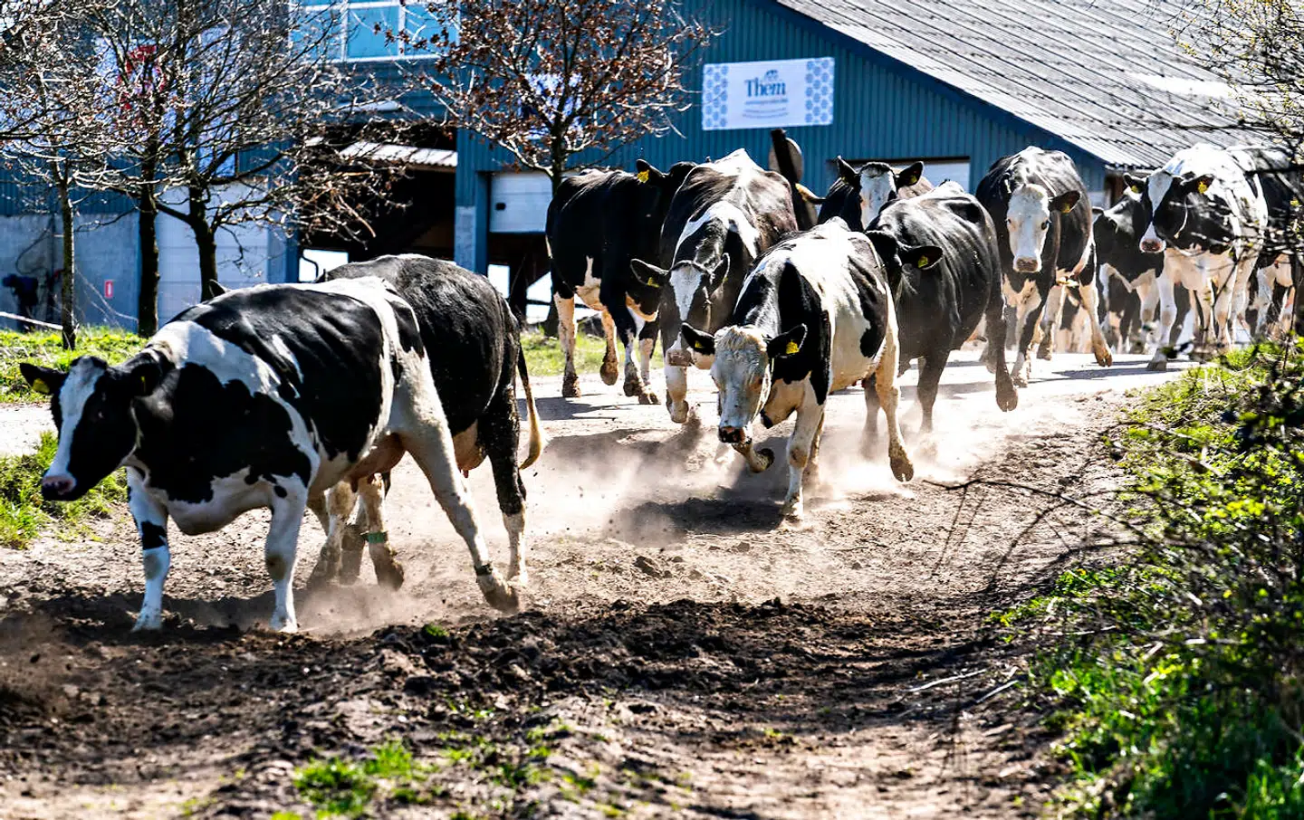Køerne på Sommerbjerggård ved Them i Midtjylland blev sendt på græs, søndag 19. april sidste år. Ifølge de miljøøkonomiske vismænd vil en høj klimaafgift på 1.200 kr. fjerne hver fjerde arbejdsplads i landbruget og hvert tiende i fødevareindustrien. Arkivfoto: Henning Bagger/Ritzau Scanpix