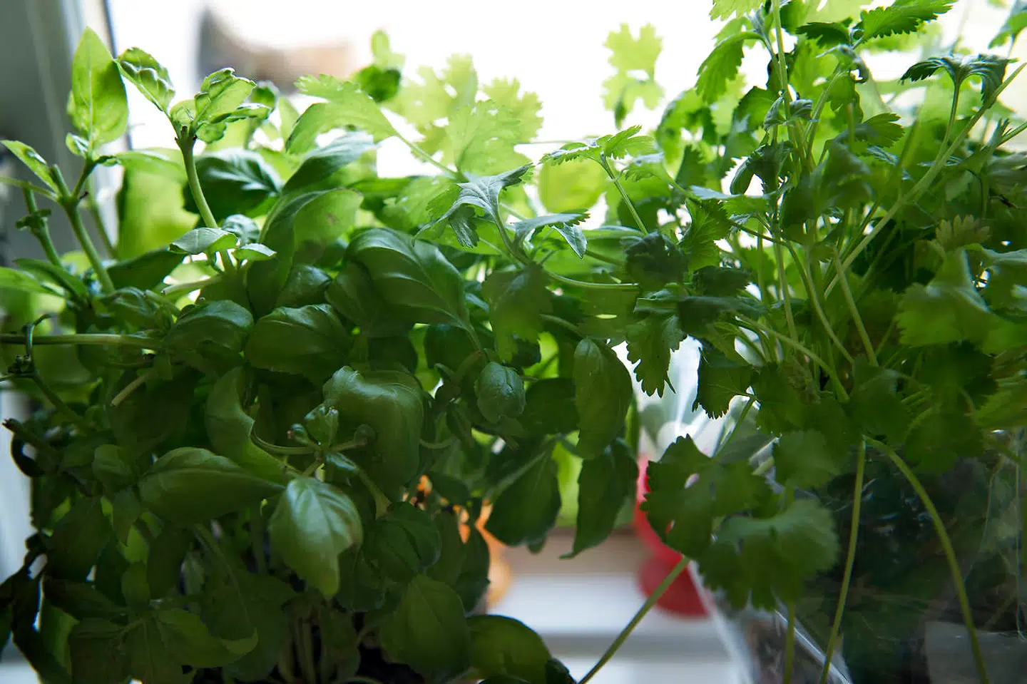 Koriander er en krydderurt, der ofte deler vandene, men Tommy Raabo Fischer kan ikke få nok af den.